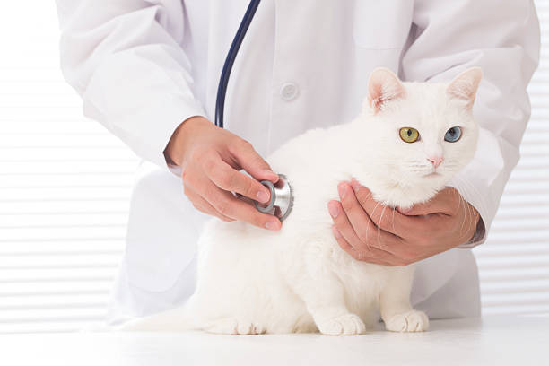 veterinario - vet domestic cat veterinary medicine stethoscope fotografías e imágenes de stock