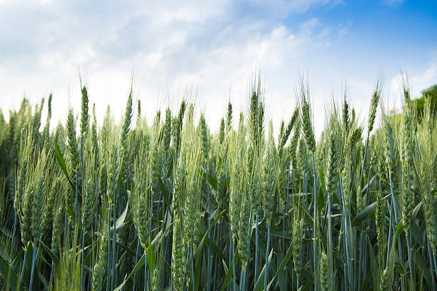 녹색 보리 필드와 하늘 - barley grass field green 뉴스 사진 이미지