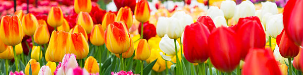 istock Tulip flowerbed, red, yellow, white panorama 626177774