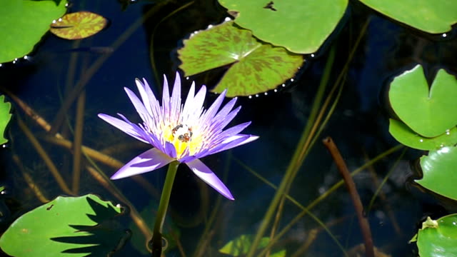 Purple Lotus Flower Bee Flying in slow motion