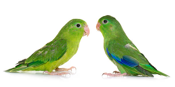 Pacific parrotlet in studio Pacific parrotlet in front of white background budgerigar photos stock pictures, royalty-free photos & images
