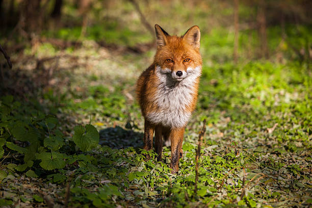 Chernobyl Animals Stock Photos, Pictures & Royalty-Free Images - iStock Chernobyl Animals Stock Photos, Pictures & Royalty-Free Images - iStock