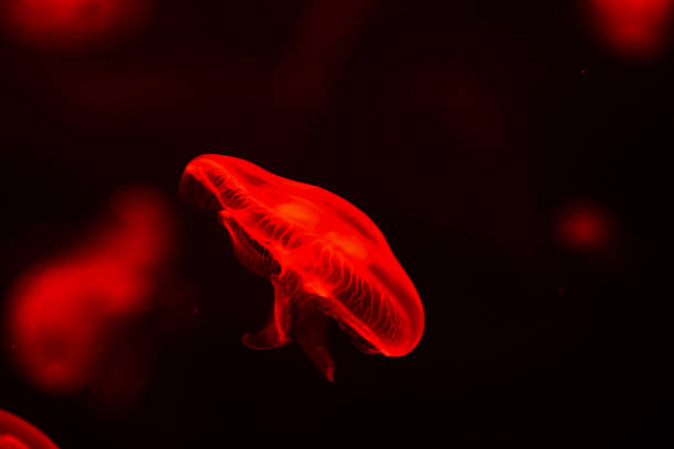 istock Jellyfish Dangerous Poisonous Medusa 626188076