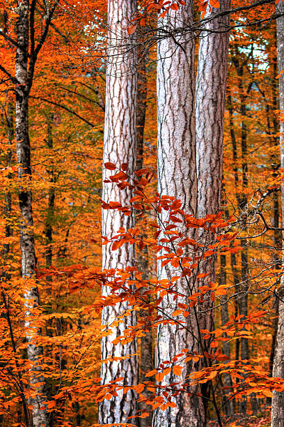 istock Bodies of Trees in Autumn Time 626188464