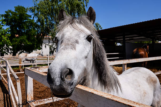 istock Horse on a farm 626193768