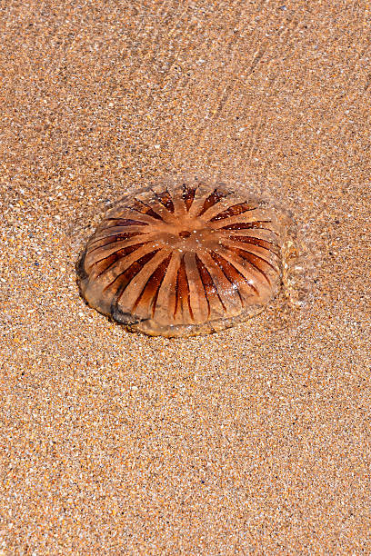 istock Empty mediterranean sand beach in south france 626193860