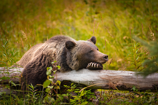 Grizzly Bear and Cubs n Yellowstone in autumn