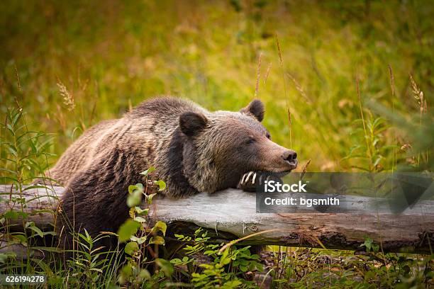 Wild Grizzly Bear Stock Photo - Download Image Now - Bear, Sleeping, Canada
