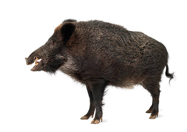 istock Wild boar, also wild pig, Sus scrofa, standing 626208746