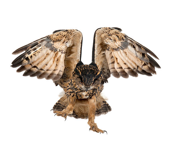 istock Eurasian Eagle-Owl, Bubo bubo, 15 years old, flying 626213322
