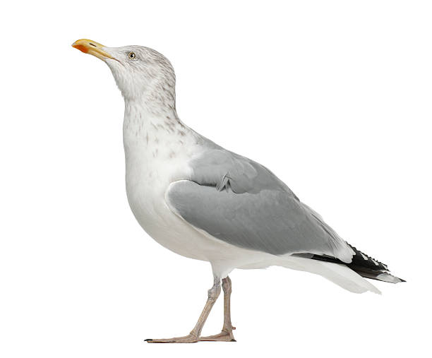 European Herring Gull, Larus argentatus, 4 years old, standing
