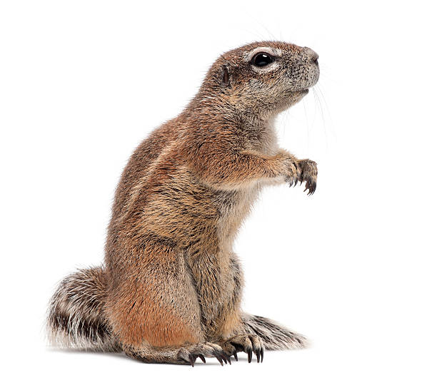 istock Cape Ground Squirrel, Xerus inauris, standing against white background 626214764