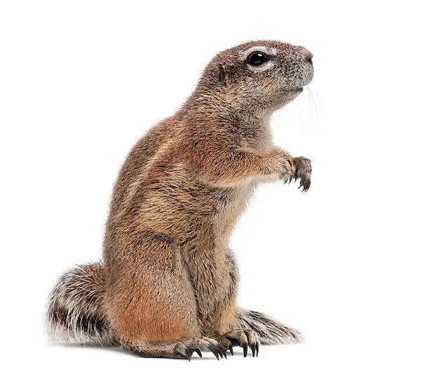 Photo of Cape Ground Squirrel, Xerus inauris, standing against white background