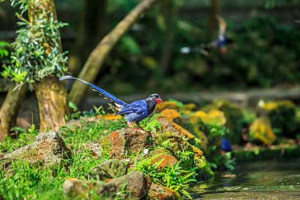 National treasure Taiwan blue magpie.