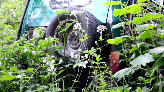 Car in thickets