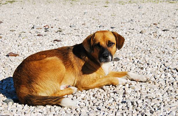 istock Yellow dog on the beach 626216788