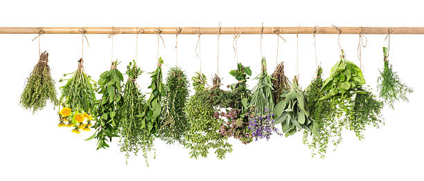 istock Fresh herbs hanging Basil rosemary thyme mint dill sage 626217294