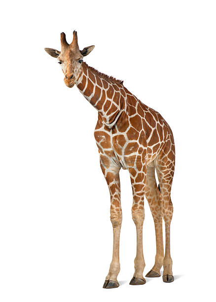 сомалийский жираф, широко известный как сдержанный жираф - reticulated стоковые фото и изображения
