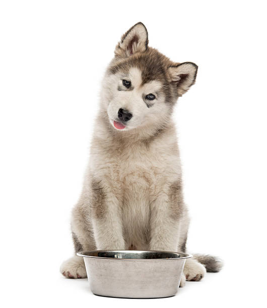 istock Alaskan Malamute puppy sitting with a bowl isolated on white 626218474