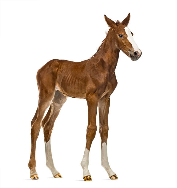 istock Foal looking at the camera isolated on white 626218550