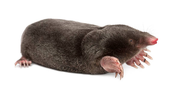 istock European Mole, Talpa europaea, against white background 626218636