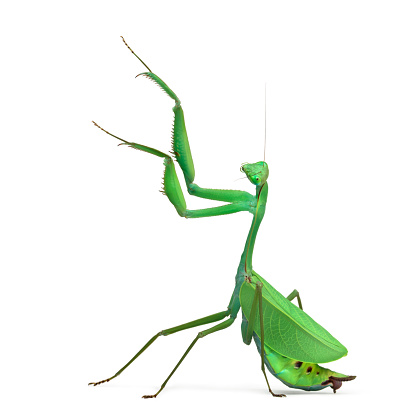 Male praying mantis - Macromantis ovalifolia, isolated on white