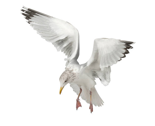 istock European Herring Gull, Larus argentatus, 4 years old, flying 626223726