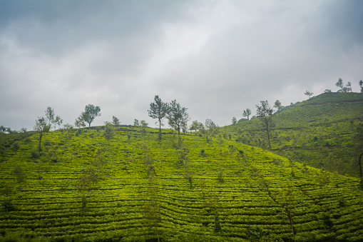 Landscape - Tea plantation fields Munnar, Kerala, India