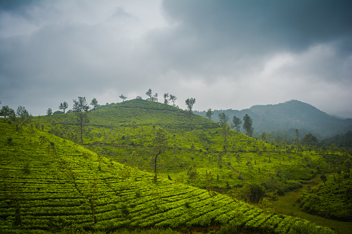 Landscape - Tea plantation fields in Munnar, Kerala, India