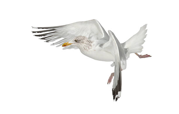 istock European Herring Gull, Larus argentatus, 4 years old, flying 626224248