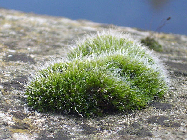 istock Moss on top of a stone wall 626224282