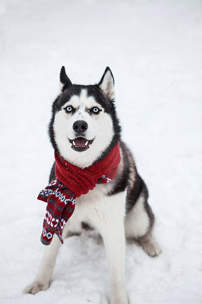 istock Dog Siberian Husky in a red scarf 626224394