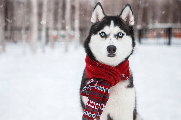cane siberian husky in sciarpa rossa - animal dog winter snow foto e immagini stock