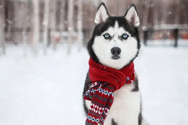 Dog Siberian Husky in a red scarf