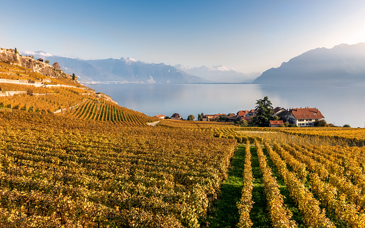 View on the vineyard terraces, Geneva Lake and Alps Mountains.