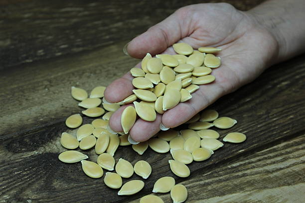istock Pumpkin seeds on female palm 626230866