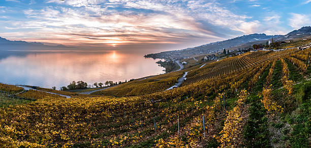 Sunset over the vineyard terraces in Lavaux, Geneva Lake, Switzerland Sunset the autumnal vineyard terraces, lake Leman. Region Lavaux, Switzerland montreux stock pictures, royalty-free photos & images