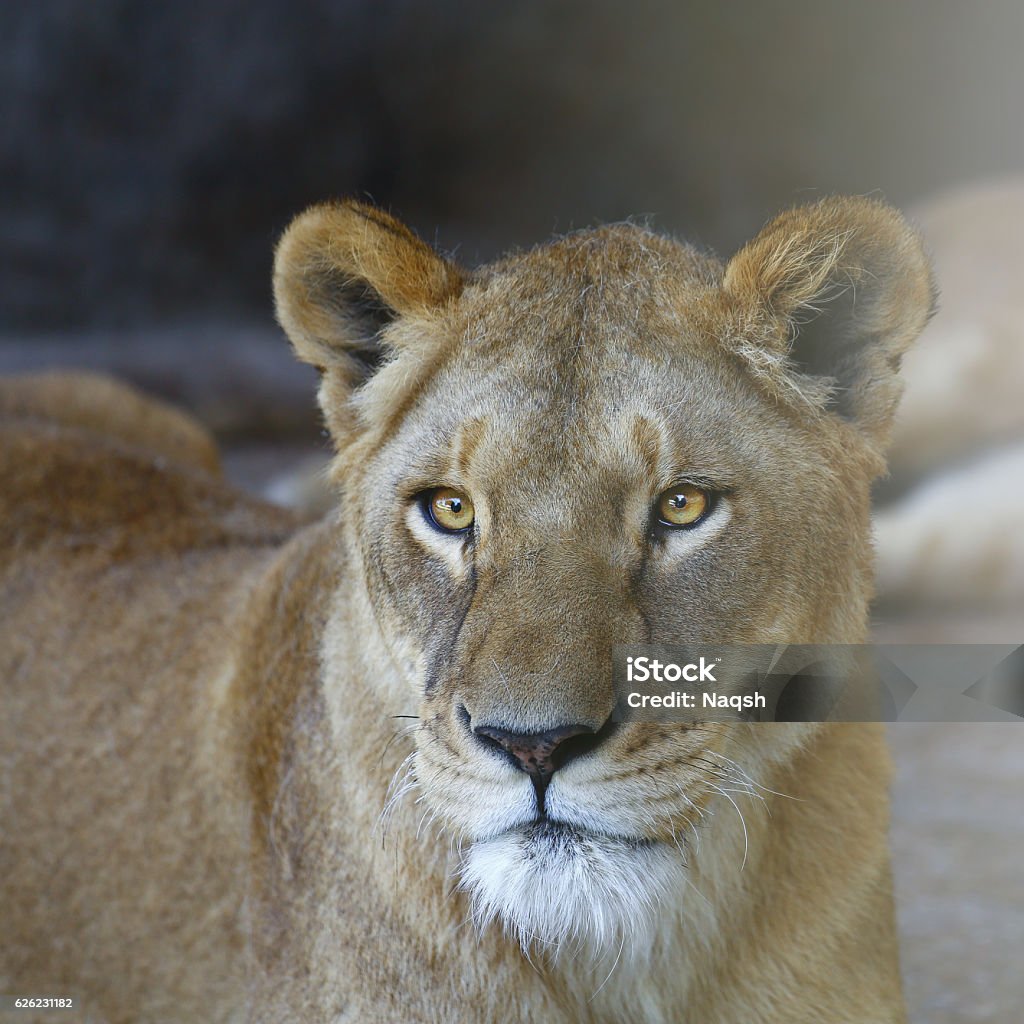 The Lion Face The Lion and the Lioness Lioness - Feline Stock Photo