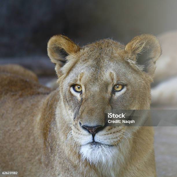 The Lion Face Stock Photo - Download Image Now - Lioness - Feline, Animal Head, Alertness