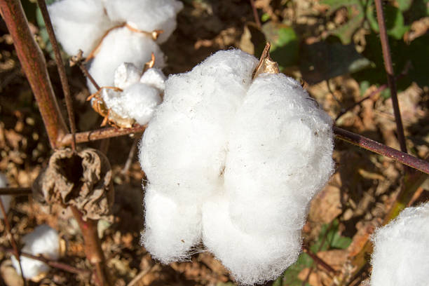 istock Close up of cotton ball 626231354