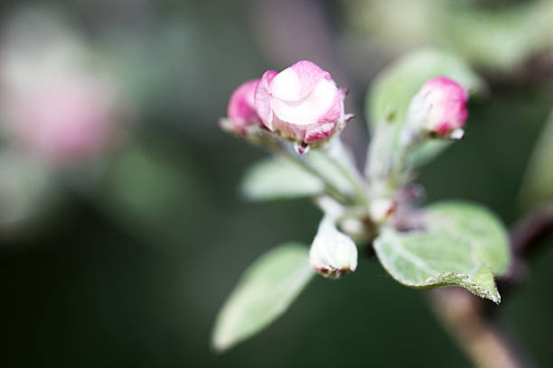 Spring flowers of fruit trees stock photo