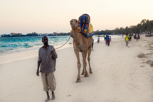 Mombasa, Kenya - November 15, 2016: Rental Camels at beach with people in front of the Yul's Restaurant Next to Bamburi Beach Hotel, Mombasa-Malindi Road, Mombasa