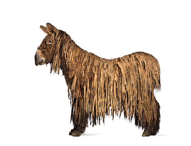 istock Side view of a Poitou donkey, isolated on white 626232520