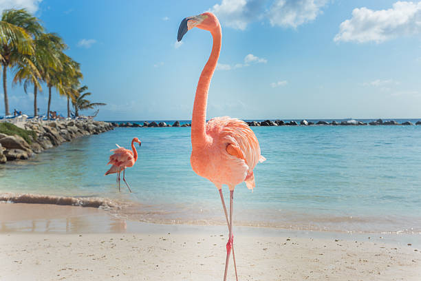 istock Three flamingos on the beach 626232548