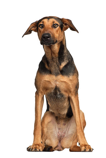 istock Cross breed, 1 year old, sitting against white background 626232610