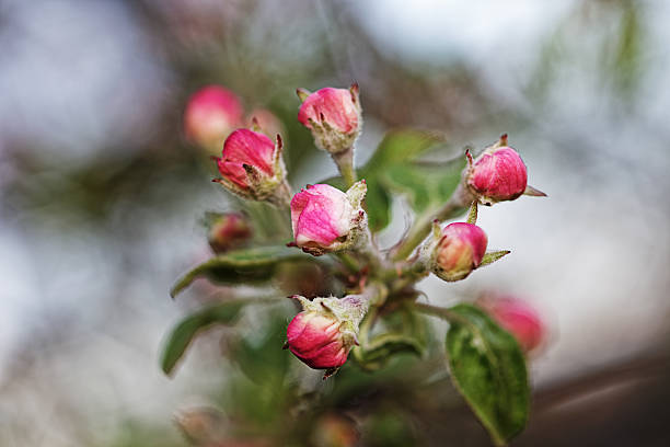 Spring flowers of fruit trees stock photo