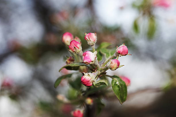 Spring flowers of fruit trees stock photo