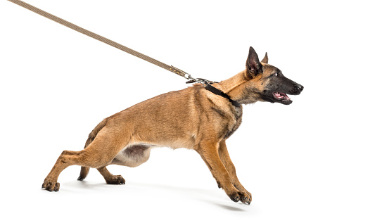 Belgian Shepherd leashed against white background