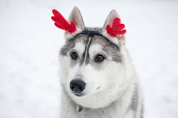 istock Christmas Siberian Husky puppy 626232858