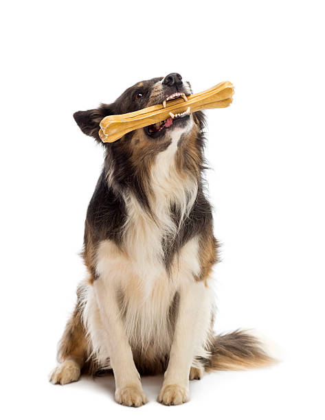istock Border Collie sitting and chewing bone against white background 626232896